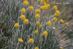 Senecio magellanicus