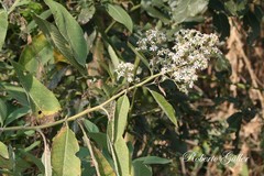 Dendrophorbium peregrinum
