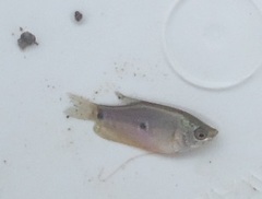 Trichopodus trichopterus