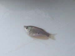 Trichopodus trichopterus