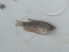 Trichopodus trichopterus