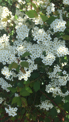 Spiraea × vanhouttei