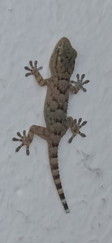 Moorish Gecko