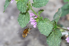 Amegilla garrula