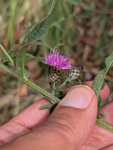 Centaurea debeauxii, photograph 1