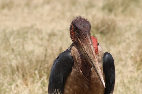 iNaturalist image