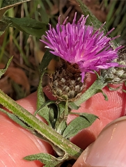 Centaurea debeauxii, photograph author not stated, no rights reserved