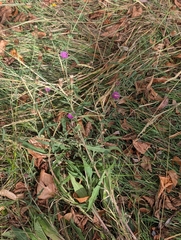 Centaurea debeauxii, photograph author not stated, no rights reserved
