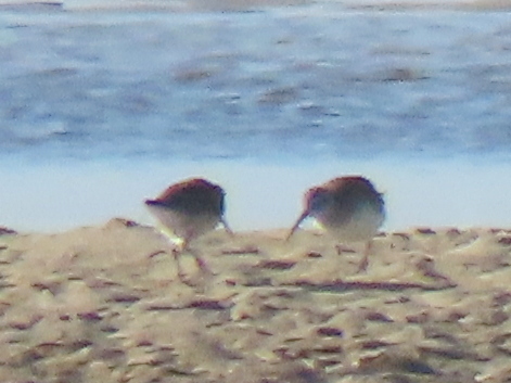 iNaturalist image