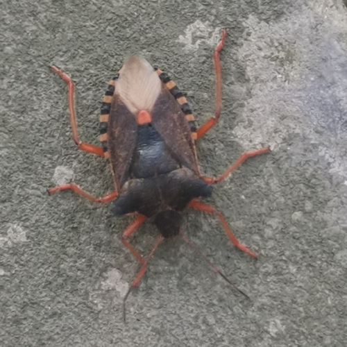 Forest Bug