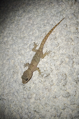 Mediodactylus