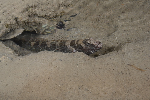 Maude's Shrimpgoby