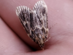 Aglossa caprealis