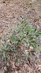 Baptisia cinerea