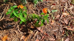 Crossandra infundibuliformis