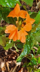 Crossandra infundibuliformis