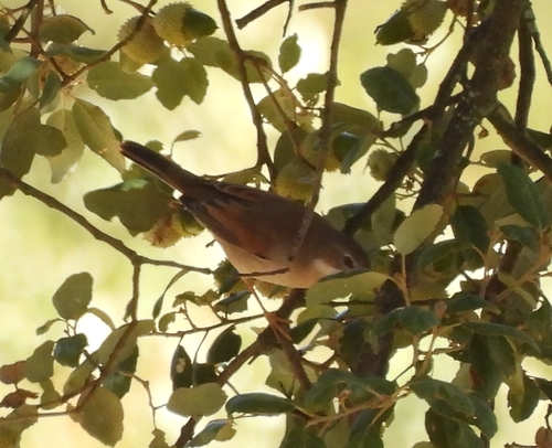 Greater Whitethroat
