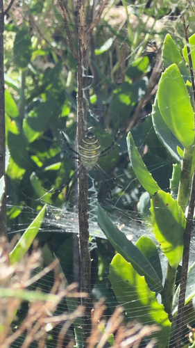 Banded Garden Spider