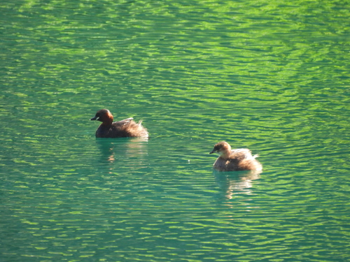 Little Grebe