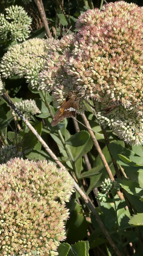 Silver-spotted Skipper