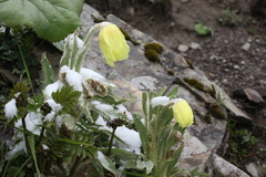Meconopsis integrifolia
