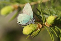 Callophrys rubi