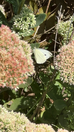 Small White