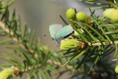 Callophrys rubi