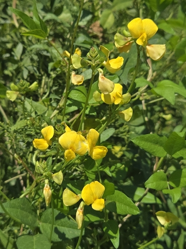 Vigna luteola, photograph 6