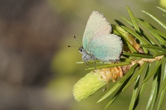 Callophrys rubi