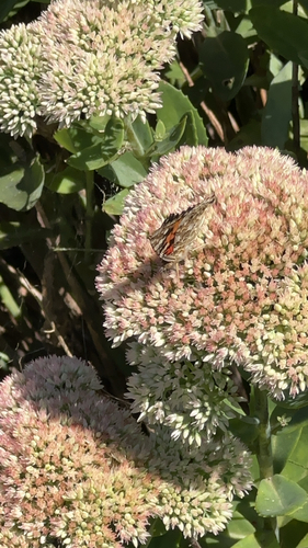Painted Lady