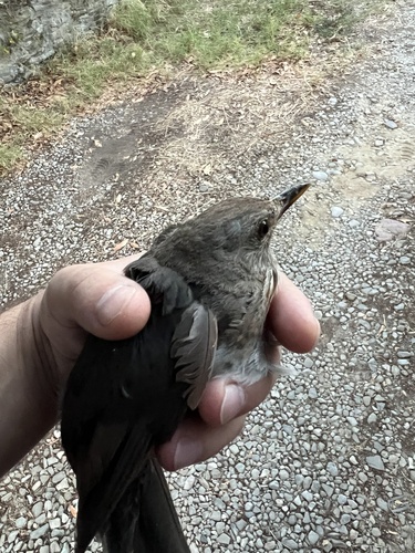 Eurasian Blackbird