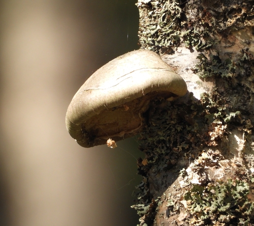 birch polypore