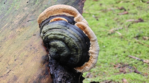 Red-banded Polypore