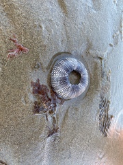 Strongylocentrotidae