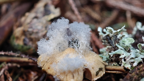 Troll-doll Fungus