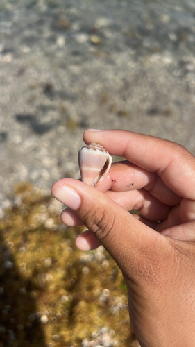 Conus mus observed 2026-09-06