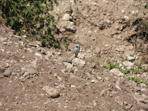 White Wagtail