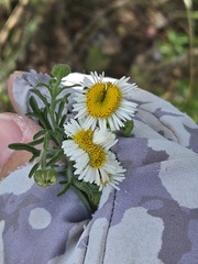 Erigeron divergens, photograph (c) Jo Roberts, some rights reserved (CC BY)