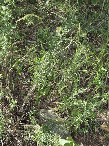Erigeron divergens, photograph 5