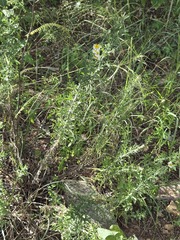 Erigeron divergens, photograph (c) Jo Roberts, some rights reserved (CC BY)