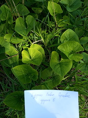 Brunnera sibirica