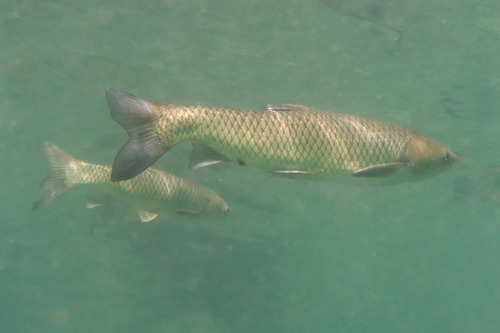 Grass Carp