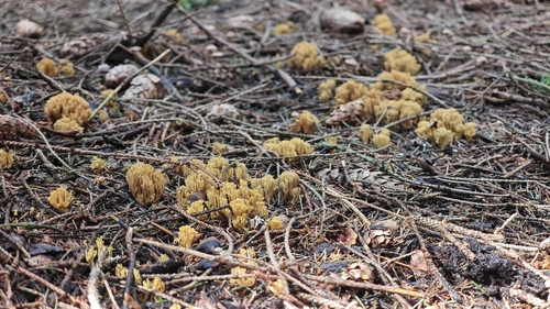 Green-staining Coral Mushroom