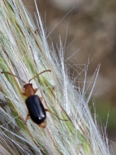 Helluomorphoides