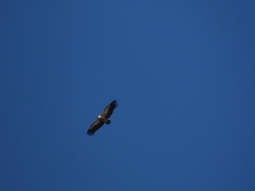 Eurasian Griffon
