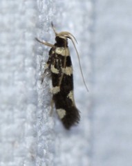 Macrobathra arrectella