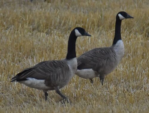 Canada Goose