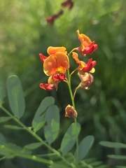 Sesbania punicea, photograph author not stated, no rights reserved