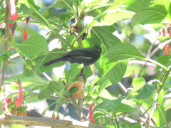 Diglossa albilatera